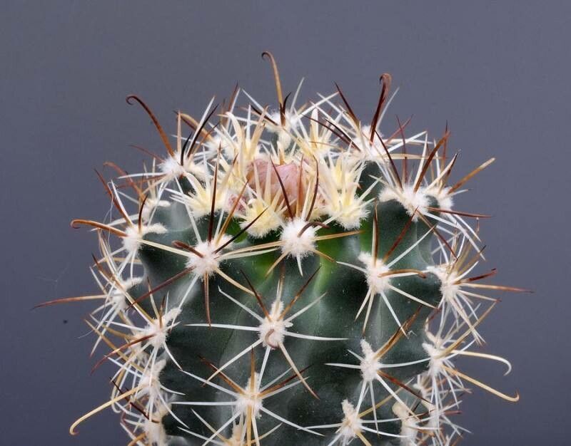 Sclerocactus wrightiae — houseplant care guide