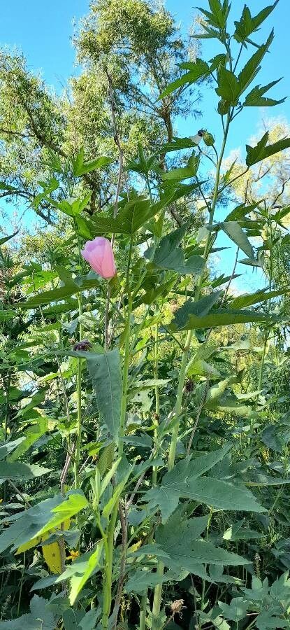 Hibiscus striatus habit