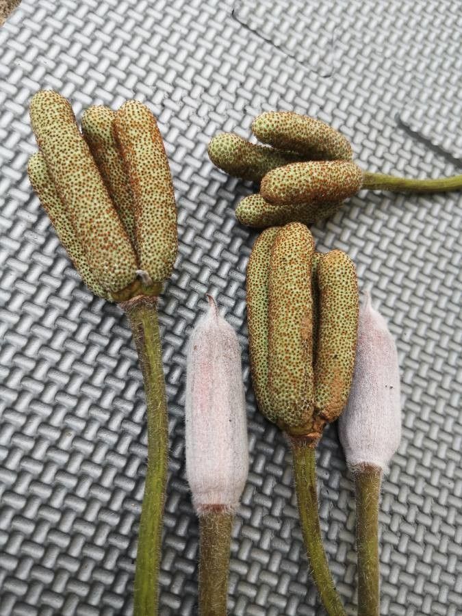 Cecropia peltata fruit