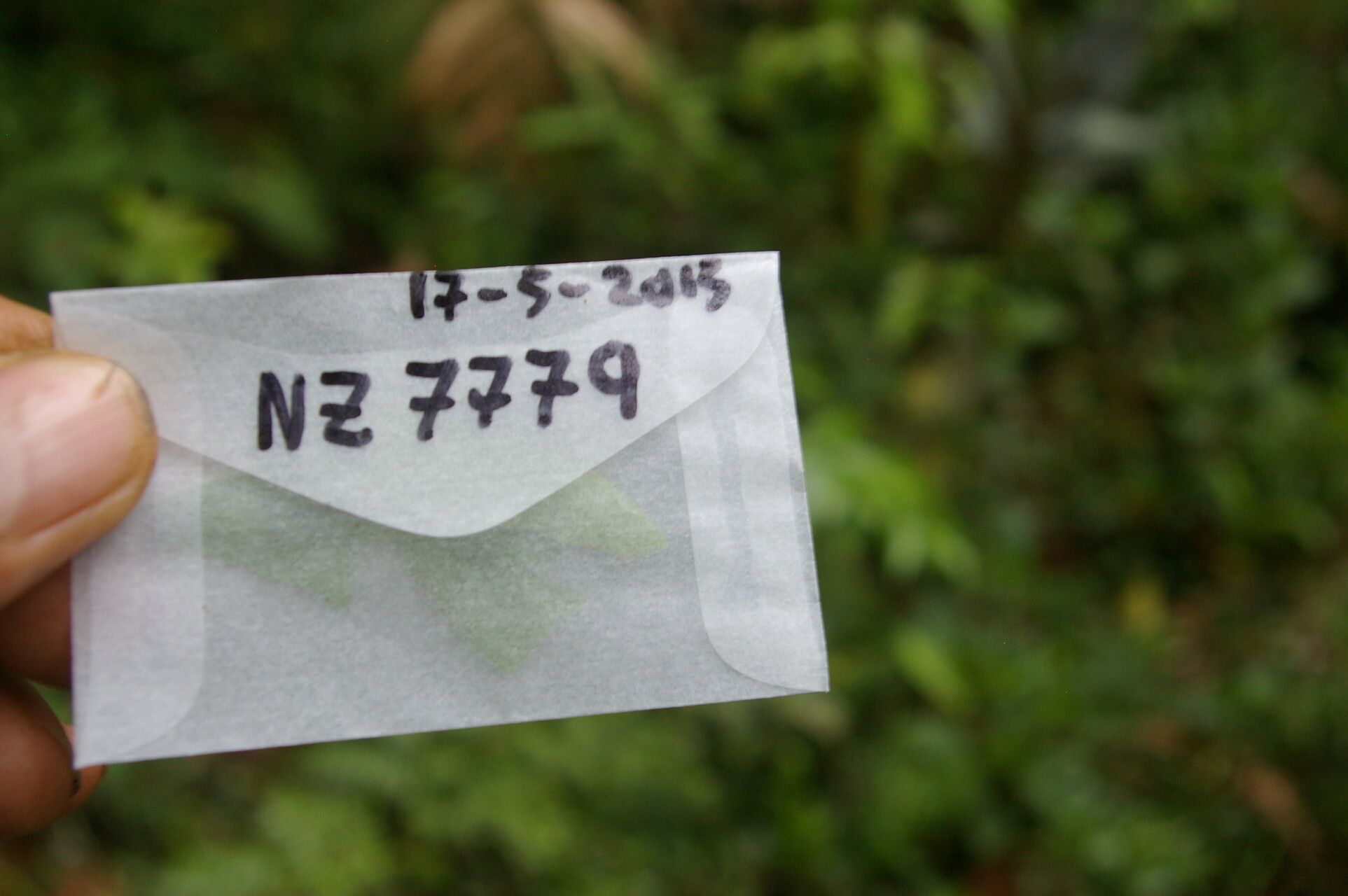 Costus wilsonii — search result for 'Costus'