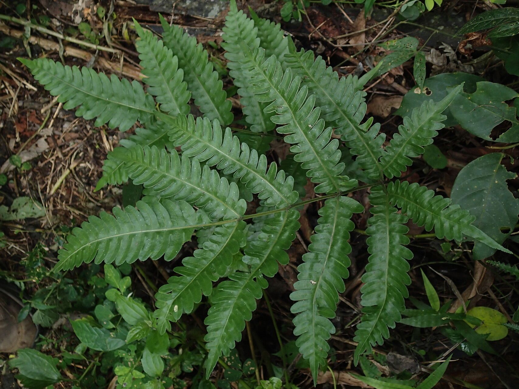 Pteris hamulosa — search result for 'Pteris'