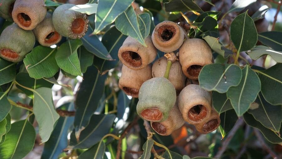 Corymbia ficifolia fruit