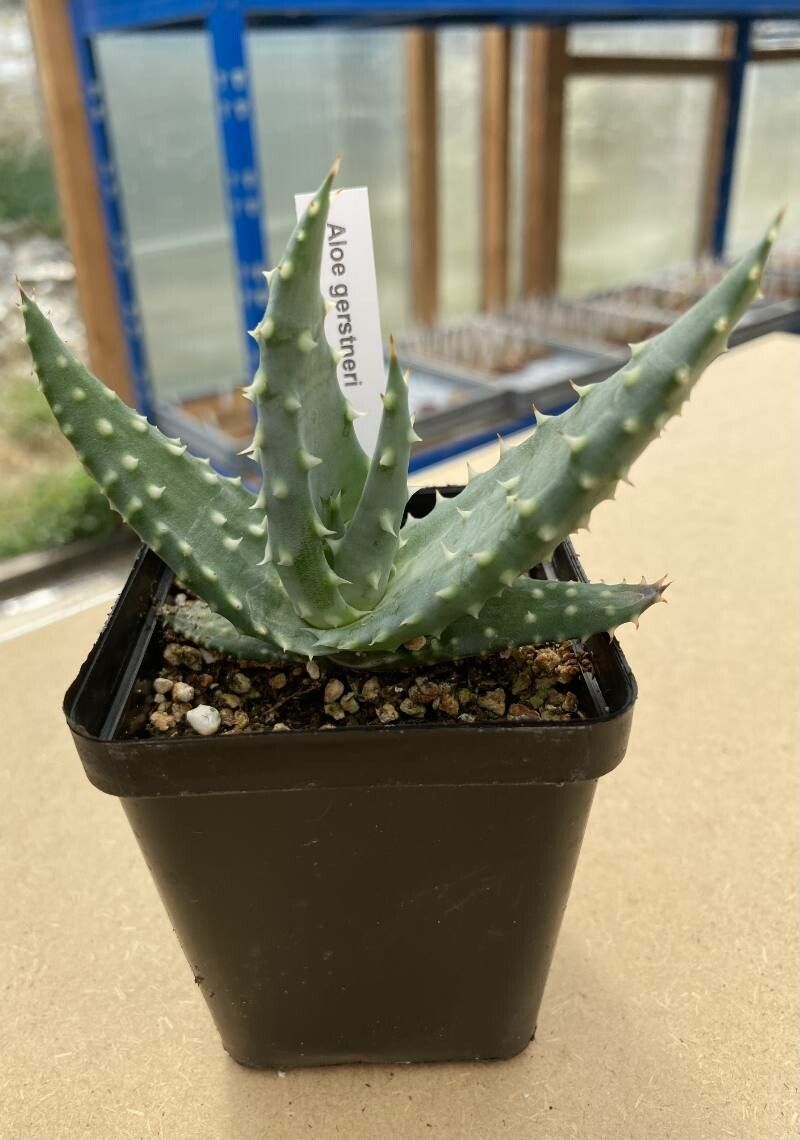 Aloe gerstneri — houseplant care guide