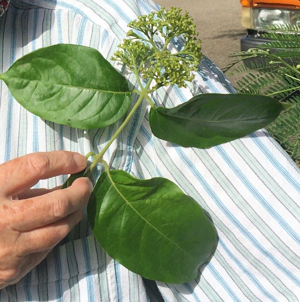 Aegiphila elata flower