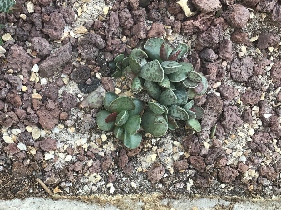 Adromischus trigynus leaf