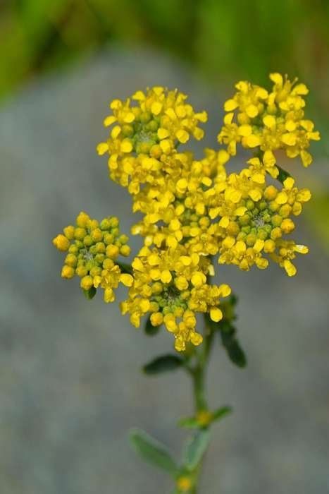Alyssum bertolonii flower