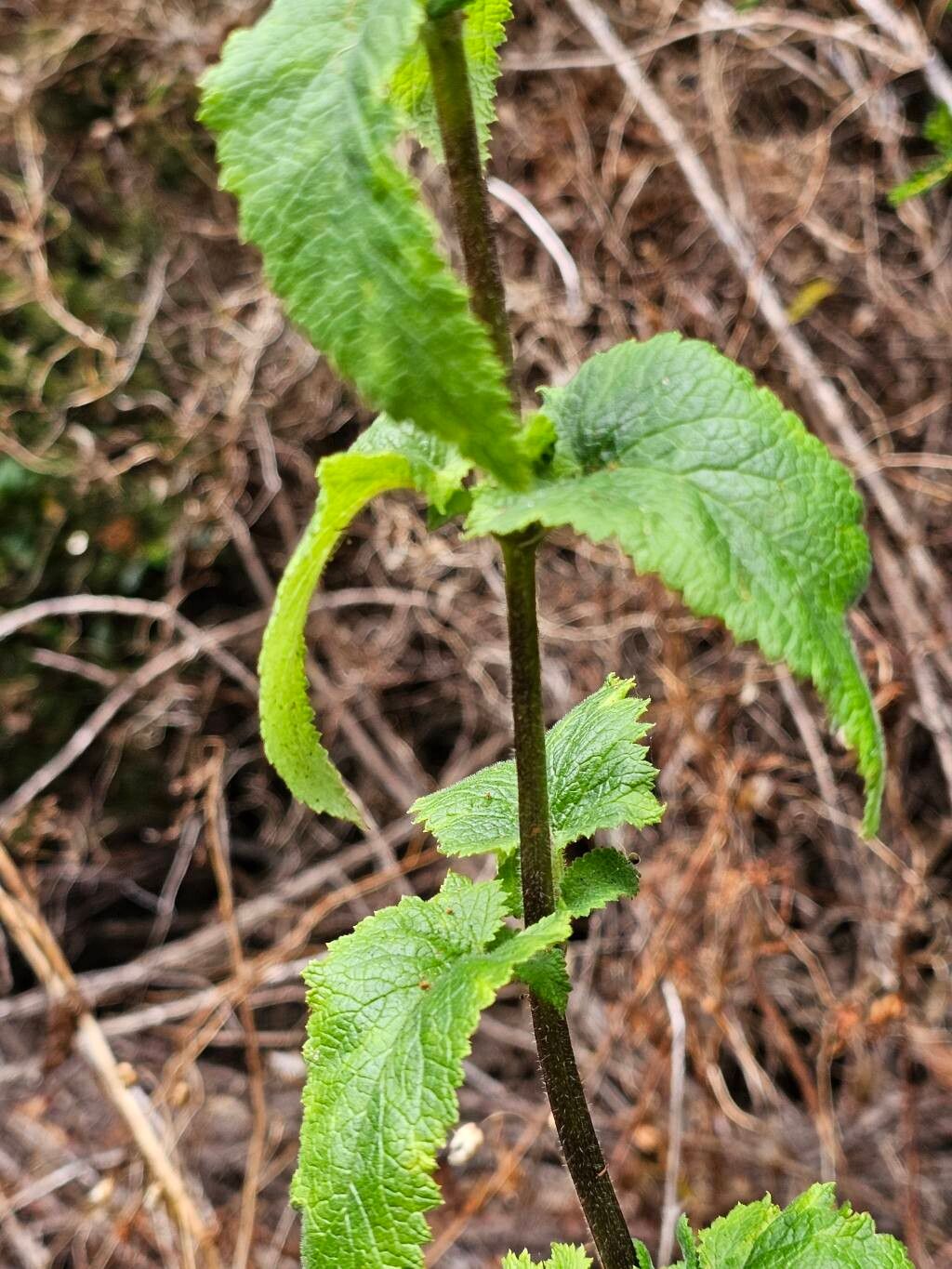 Scrophularia hirta — houseplant care guide