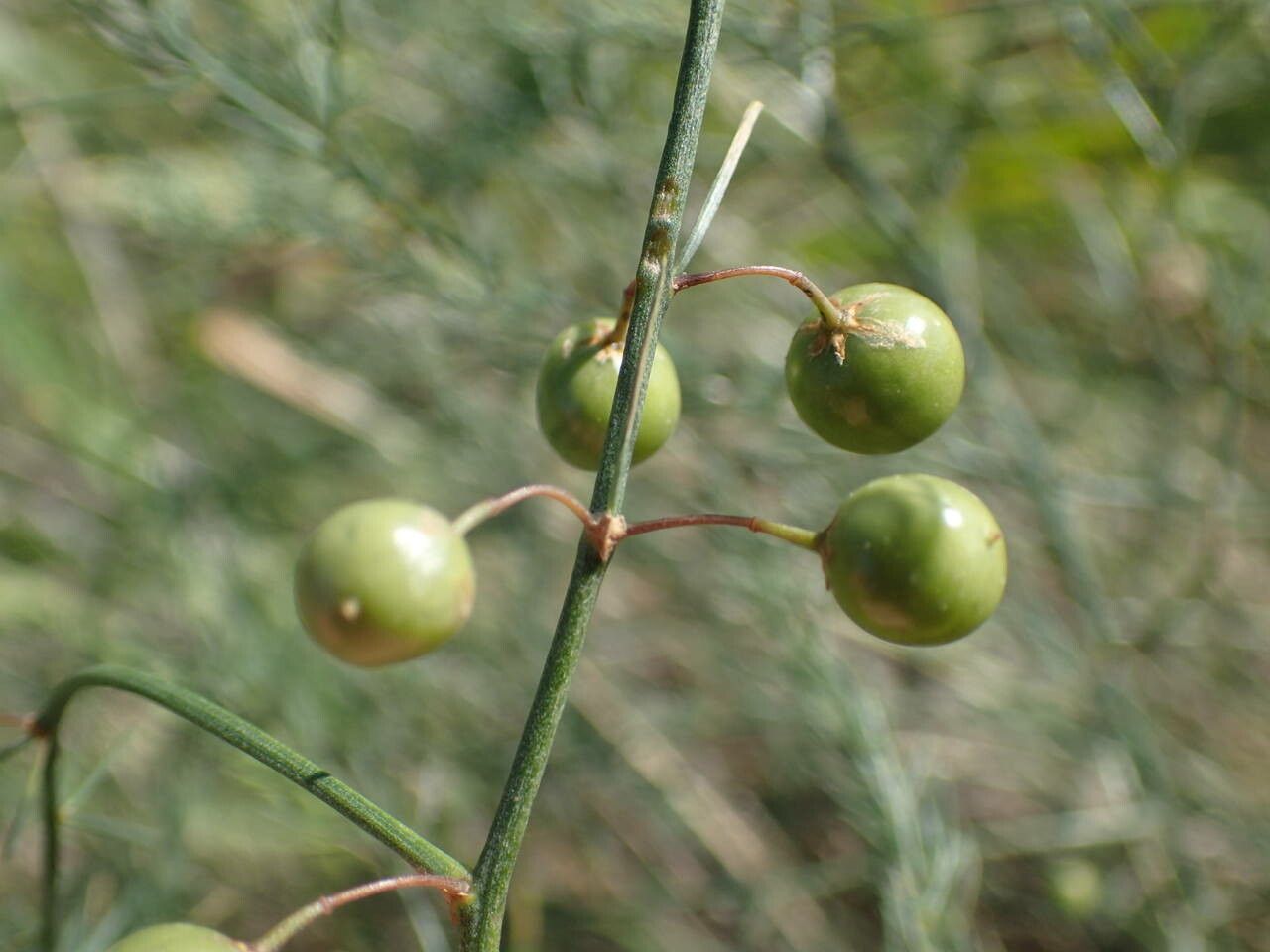 Asparagus maritimus fruit