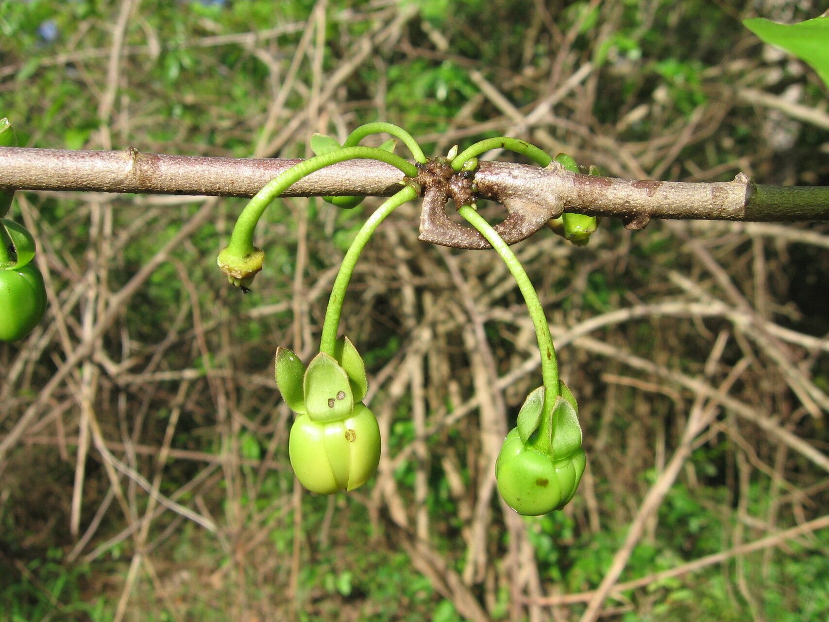 Artabotrys brachypetalus flower