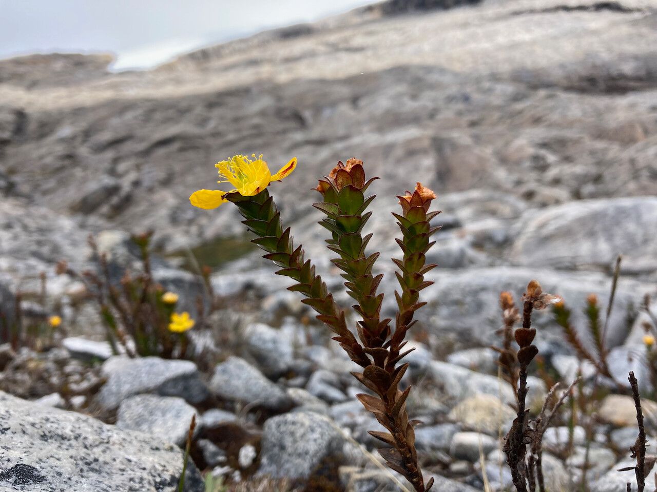 Hypericum mexicanum — houseplant care guide