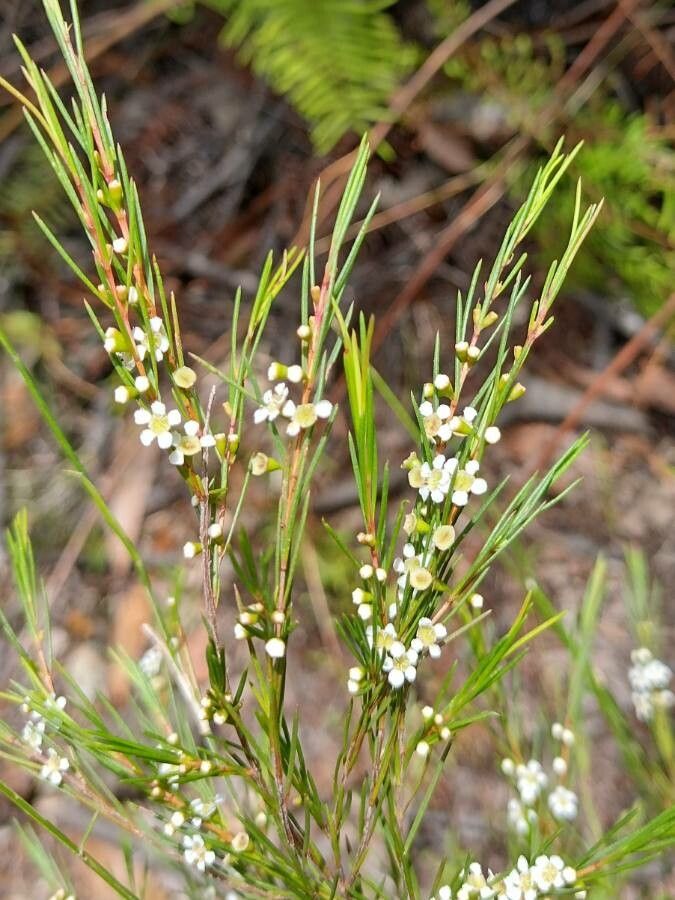 Baeckea linifolia habit