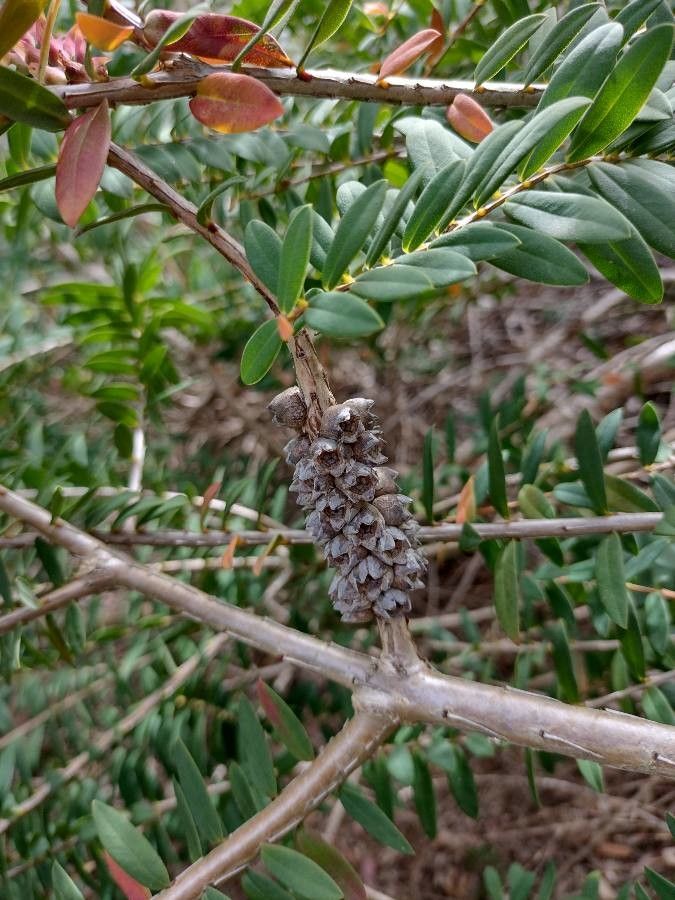 Melaleuca hypericifolia fruit