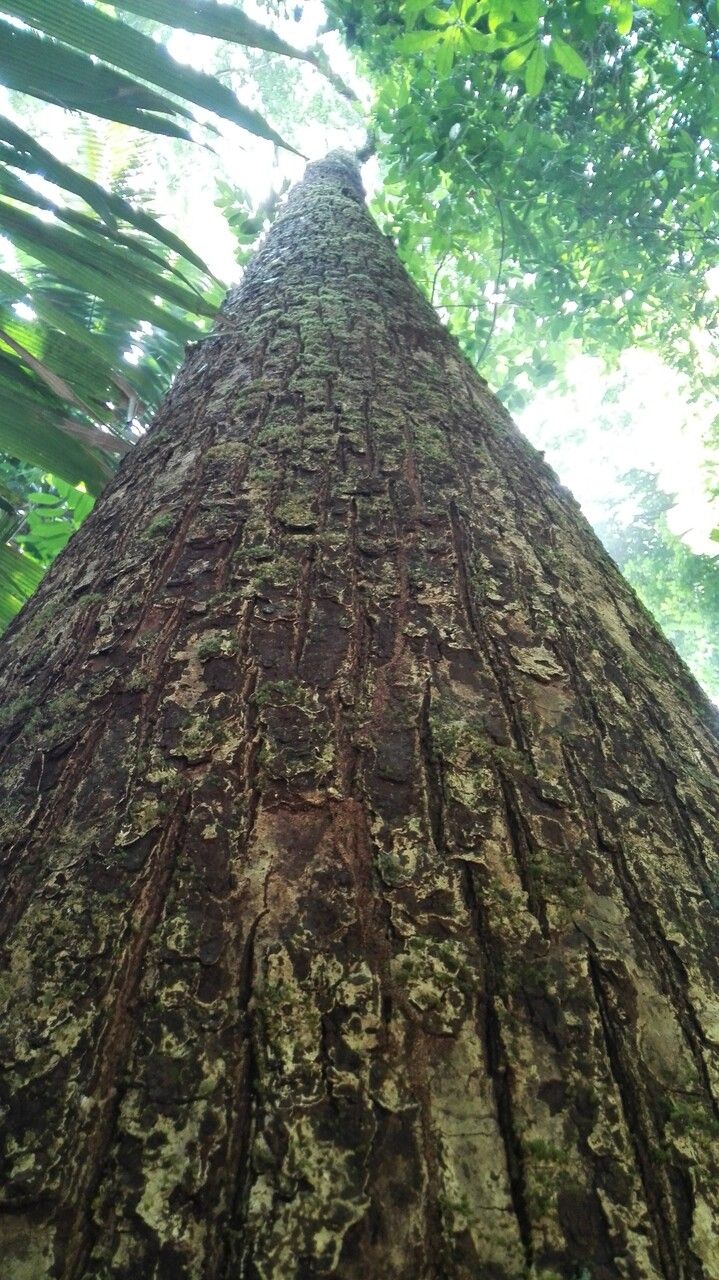 Manilkara staminodella bark
