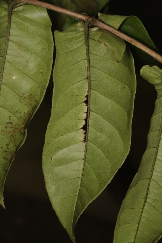 Vismia sessilifolia — houseplant care guide