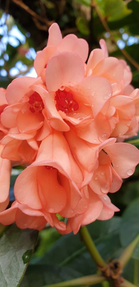 Rhododendron crassifolium flower