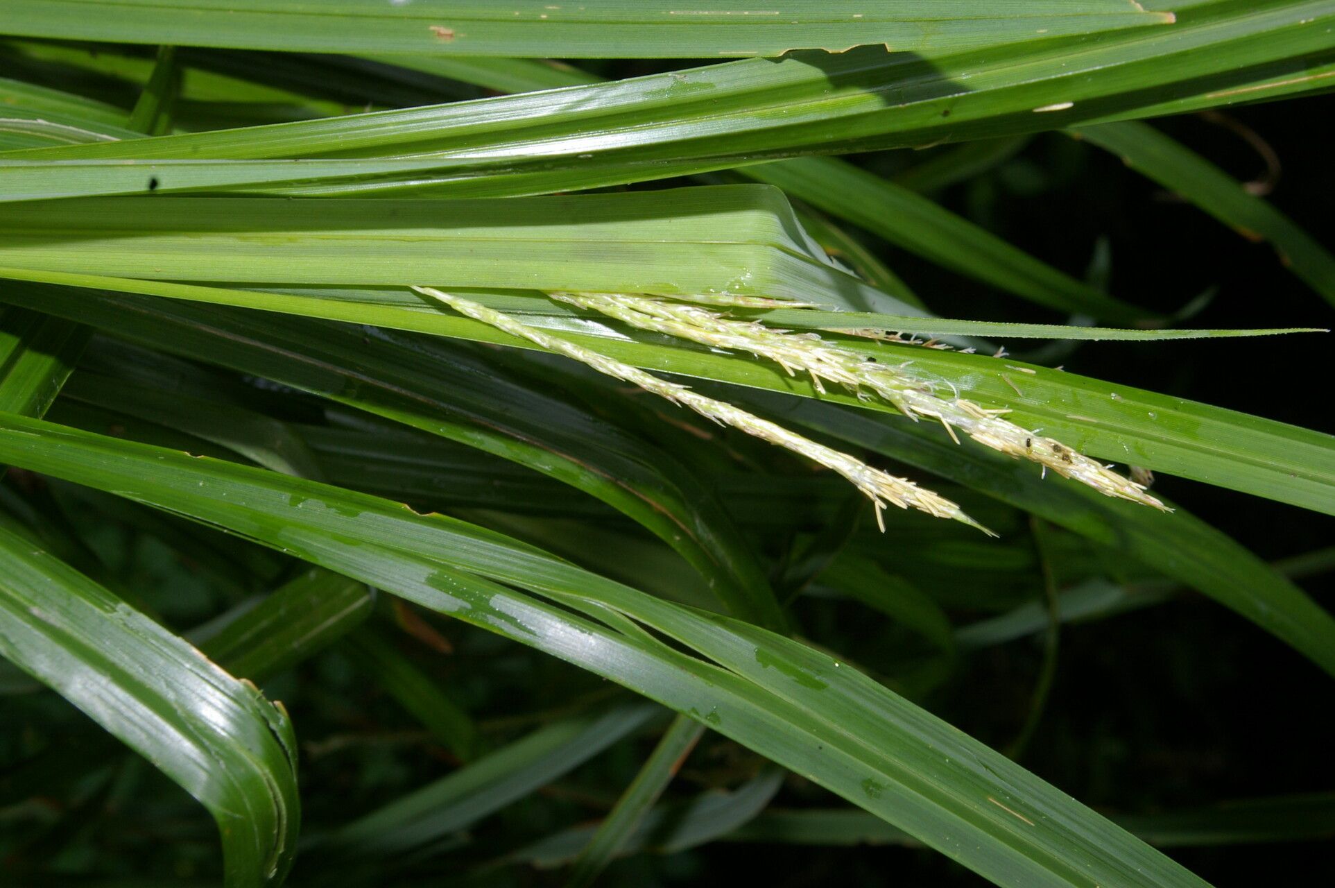 Carex jamesonii leaf