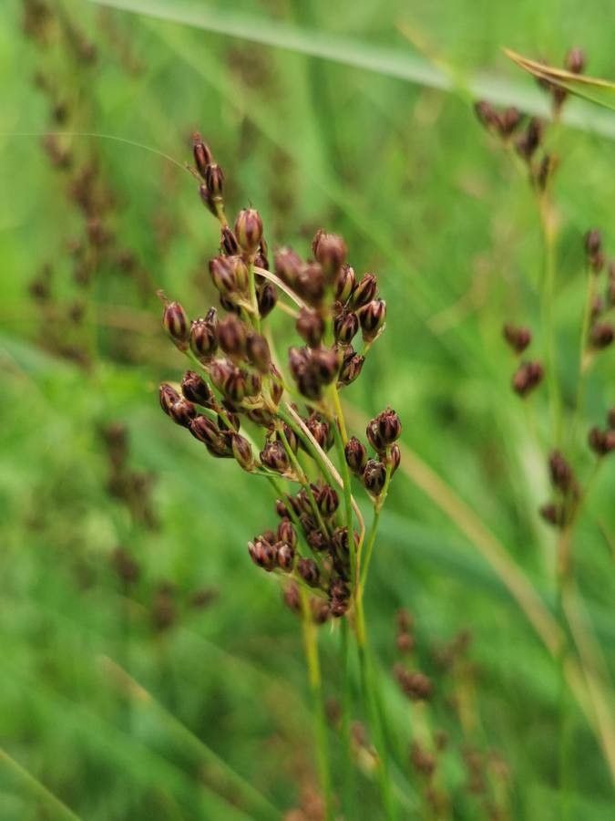 Juncus gerardii fruit