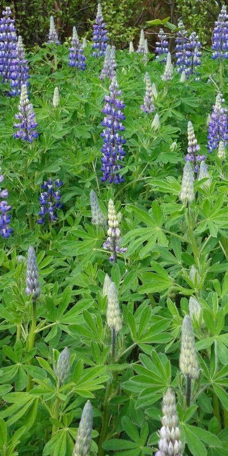 Lupinus nootkatensis bark