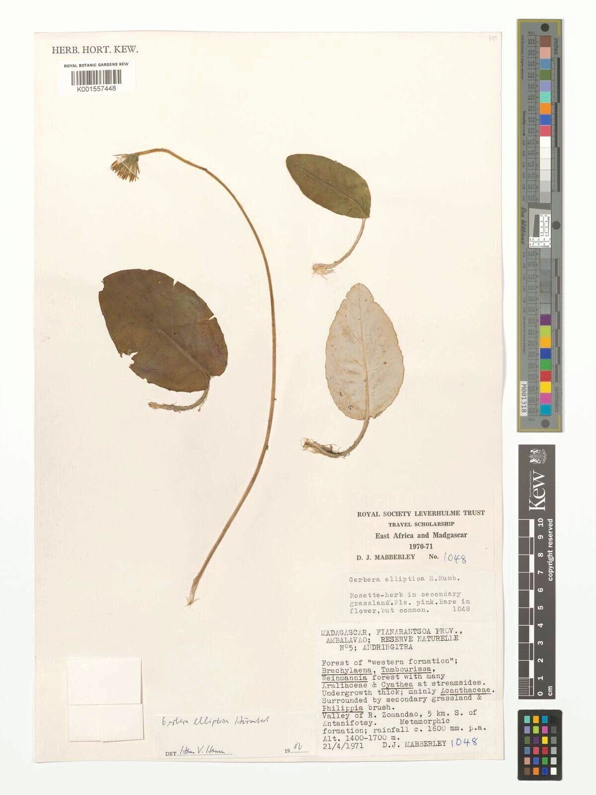 Gerbera elliptica — search result for 'Gerbera'