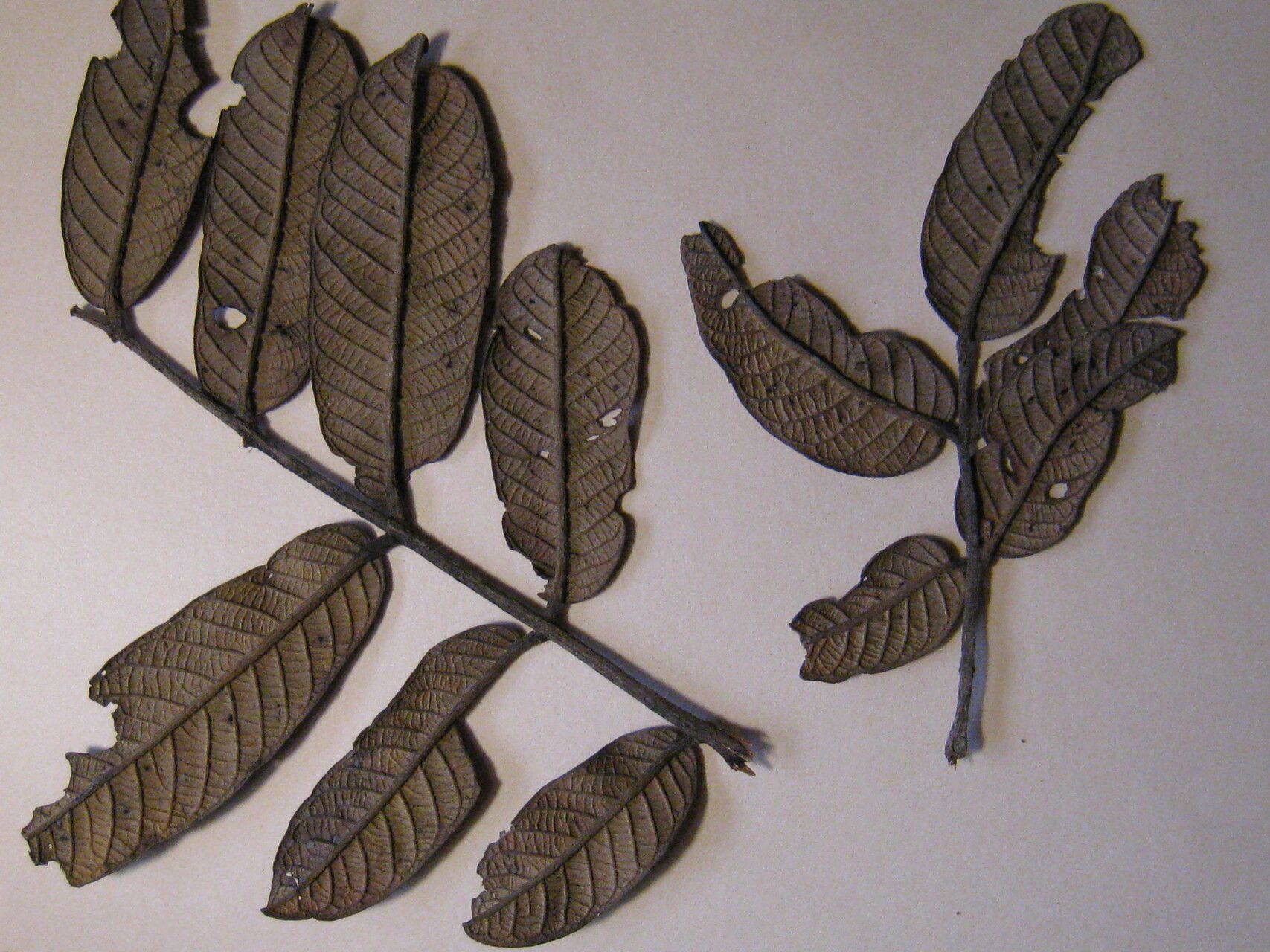 Ormosia lignivalvis other