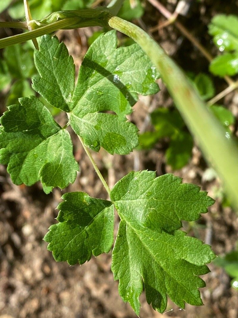 Laserpitium nestleri leaf
