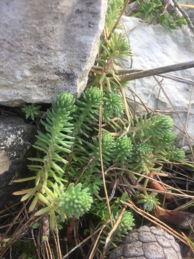 Sedum forsterianum leaf