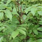 Toxicodendron vernix