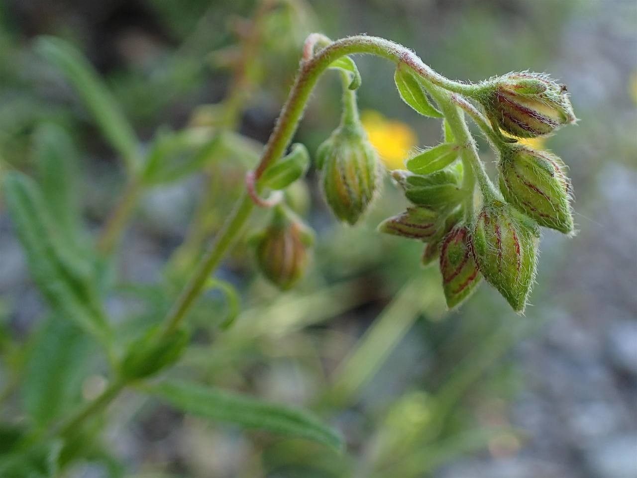Helianthemum nummularium fruit