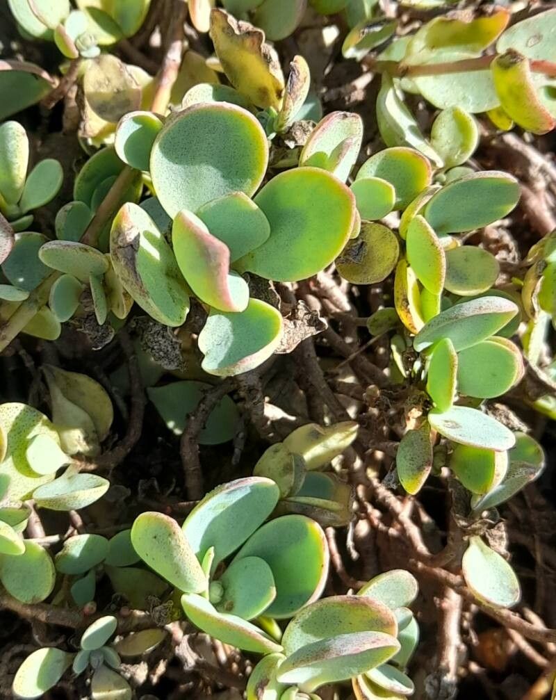 Hylotelephium ewersii — houseplant care guide