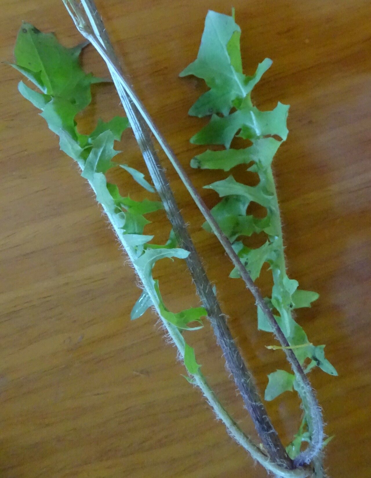 Crepis apula — related species from the same genus