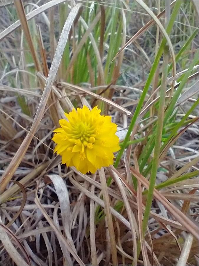Polygala rugelii flower