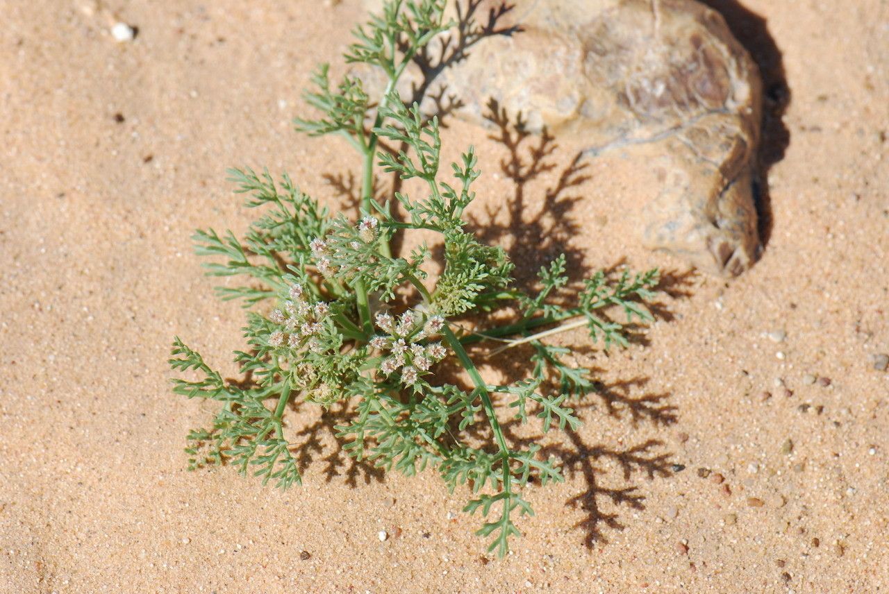 Ammodaucus leucotrichus — houseplant care guide