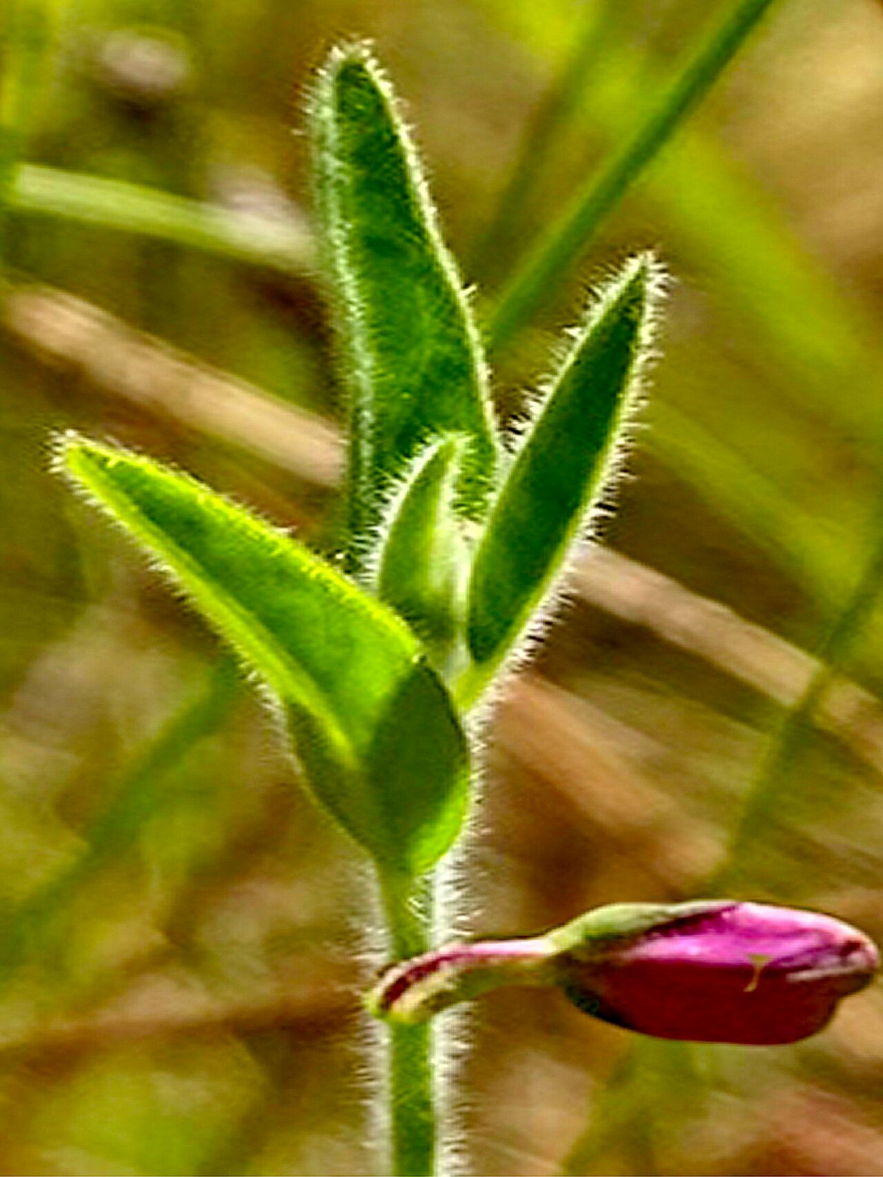 Asemeia grandiflora — houseplant care guide