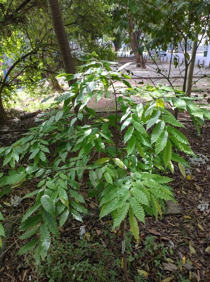 Eschweilera chartaceifolia habit