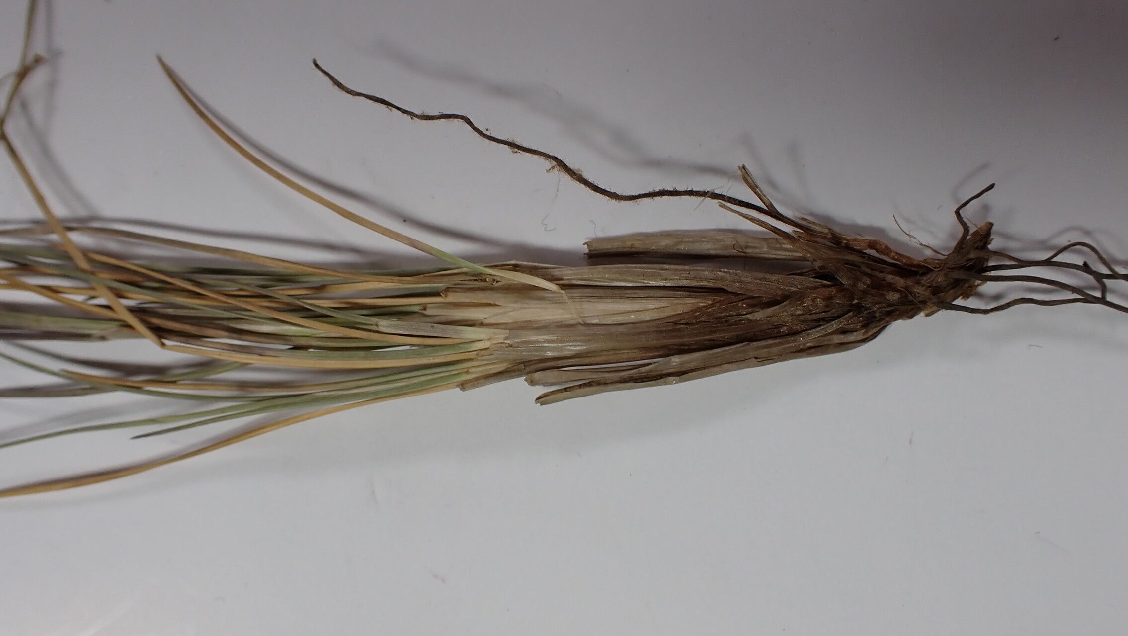 Festuca cumminsii bark