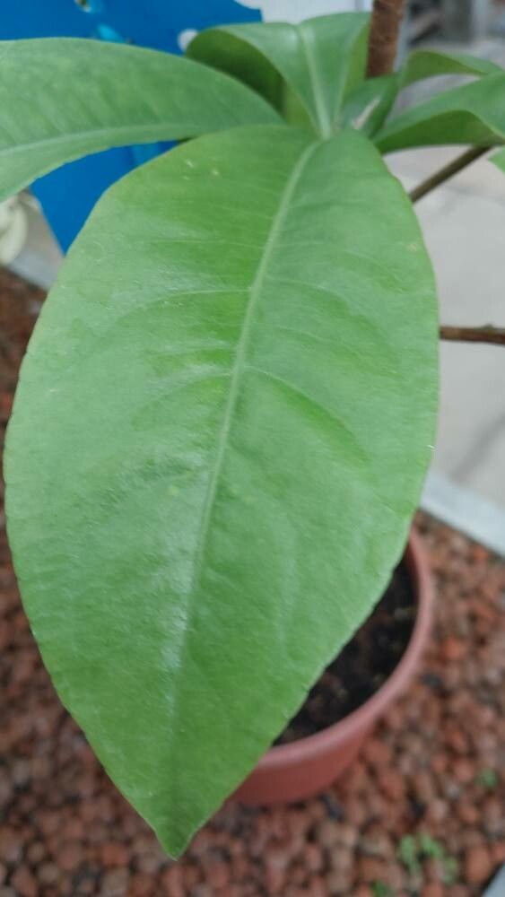 Ardisia wallichii leaf