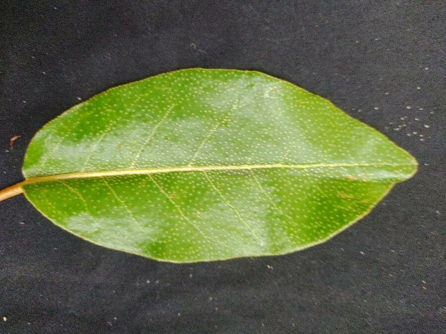 Croton sellowii leaf