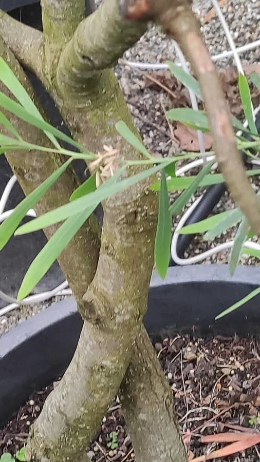 Acacia neriifolia bark