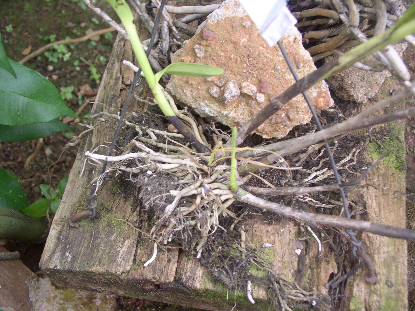 Polystachya albescens bark