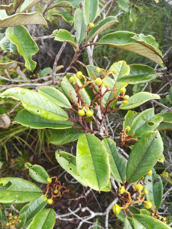 Alphitonia neocaledonica — related species from the same genus