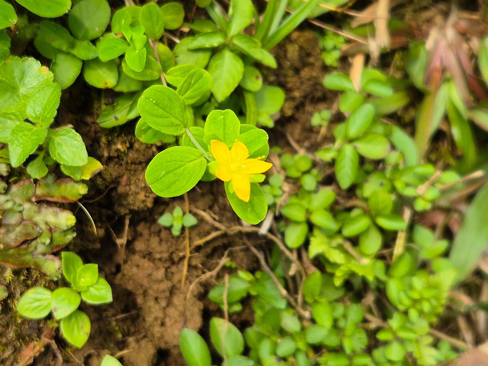 Hypericum humbertii habit