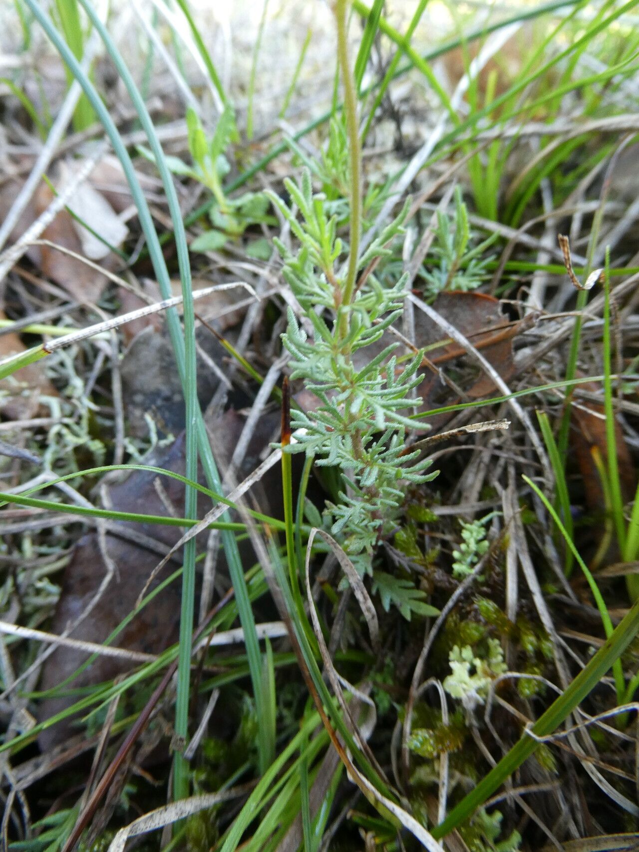 Veronica tenuifolia leaf