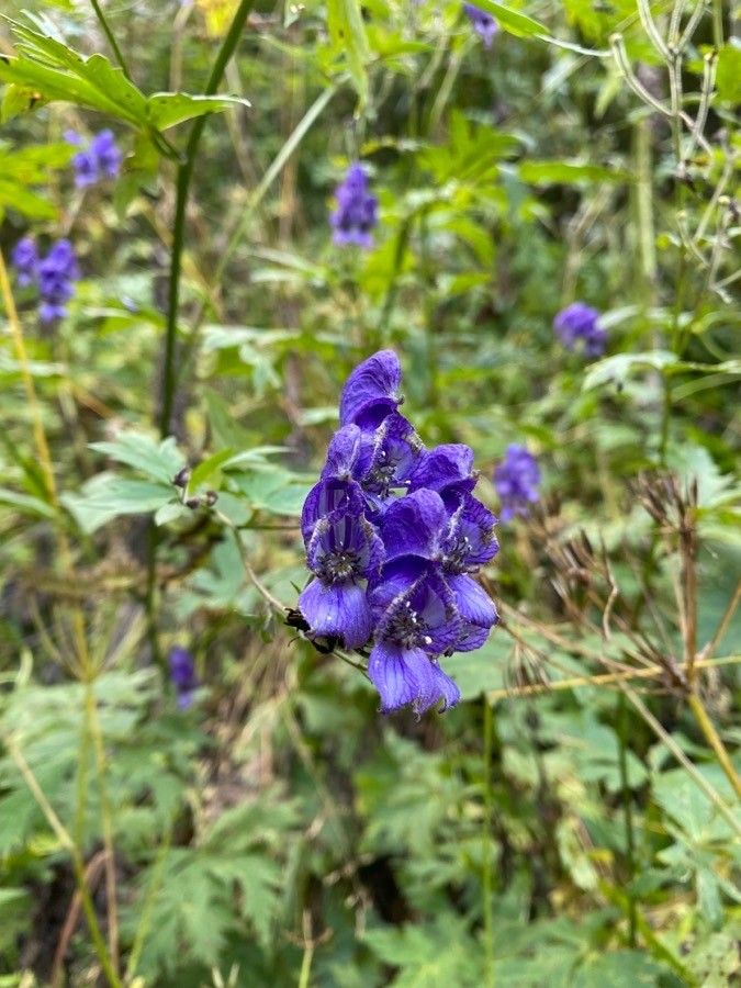 Aconitum variegatum flower
