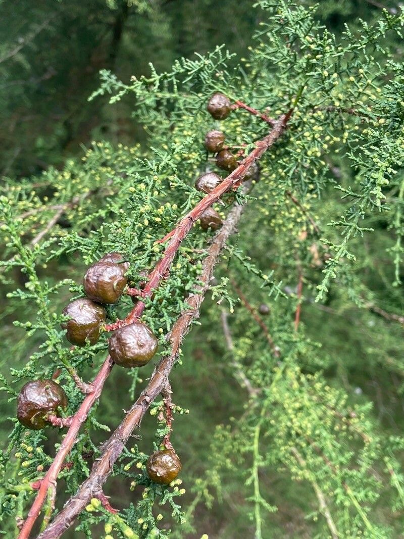 Cupressus goveniana fruit