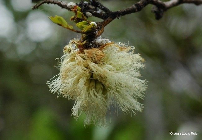 Archidendropsis lentiscifolia fruit