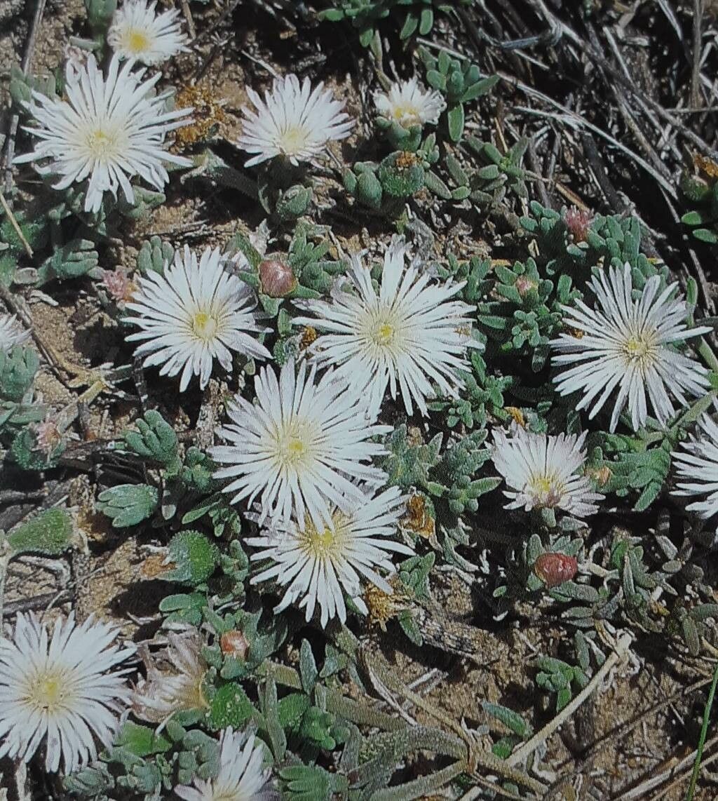 Mesembryanthemum canaliculatum