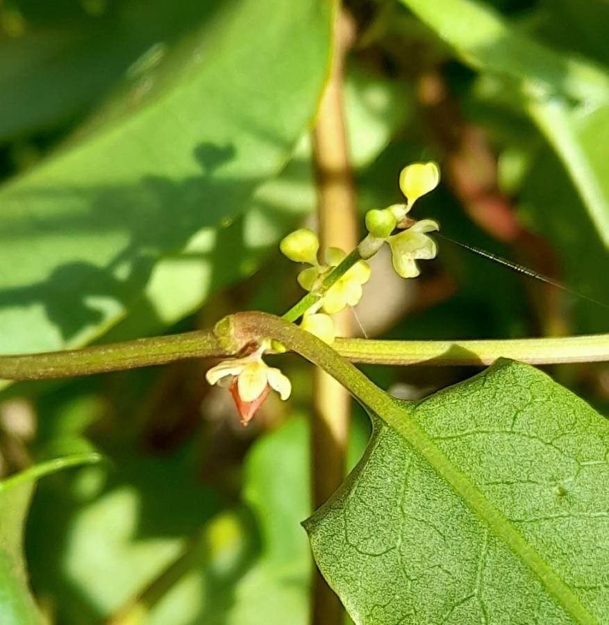 Muehlenbeckia sagittifolia fruit