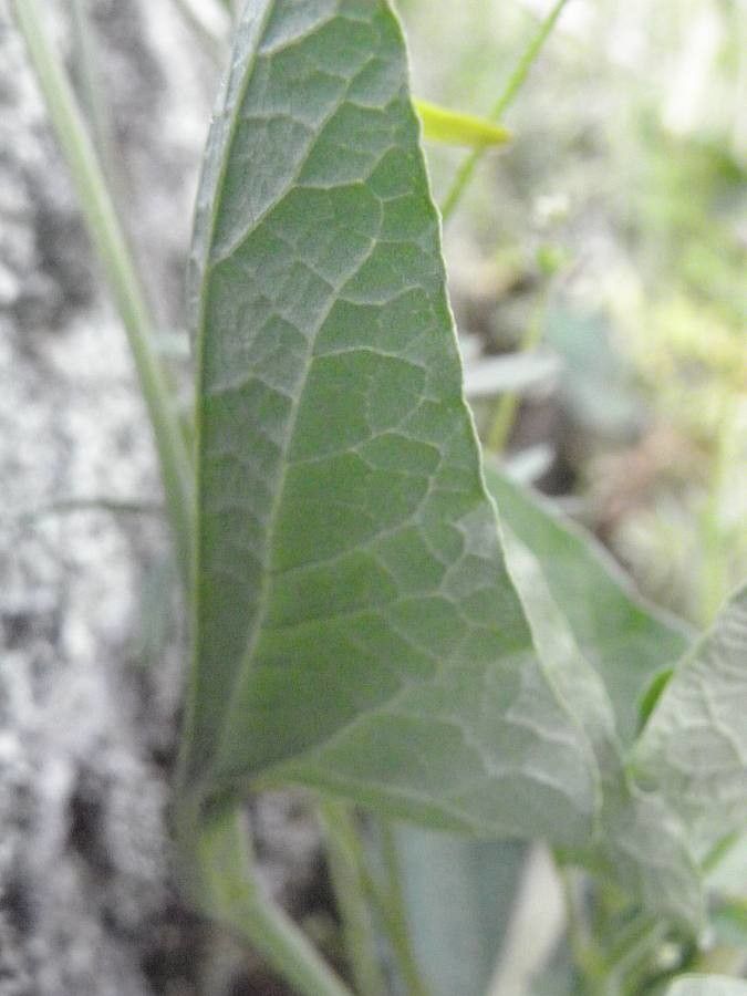 Aristolochia paucinervis — search result for 'Aristolochiaceae'