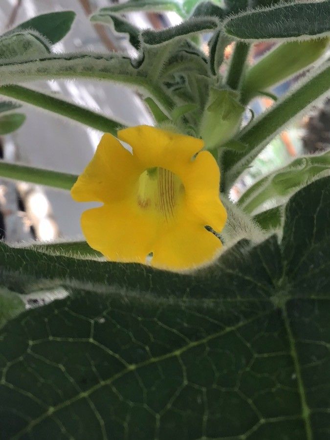 Uncarina roeoesliana flower