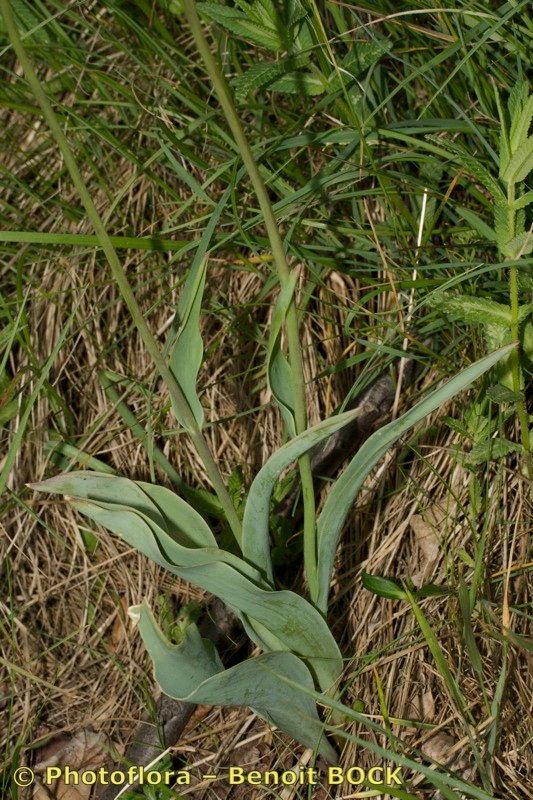 Tulipa planifolia habit
